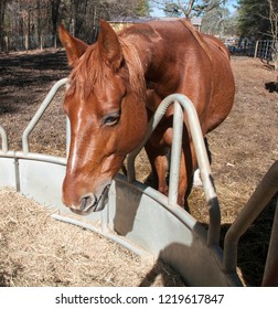 Mare Grazing At The Round Bale Feeder