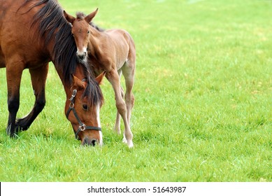 Mare And Her Foal