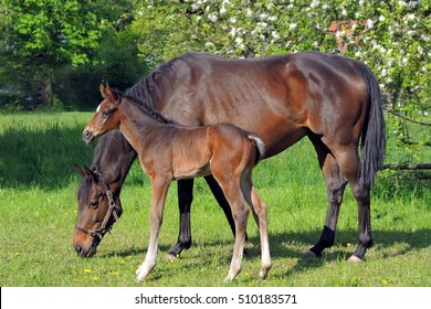 mare with her foal in spring - Powered by Shutterstock