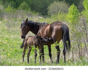 Mare Horse Feeding Little Foal Milk Stock Photo 2156626611 | Shutterstock