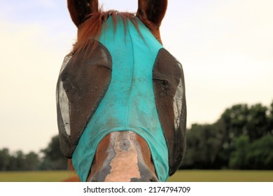 a Mare Horse head shot with a fly mask