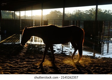Mare Horse In Western Equine Arena During Early Morning On Ranch.