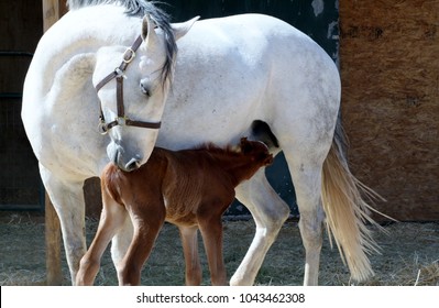 Mare And Nursing Foal