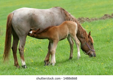 Mare And A Nursing Foal