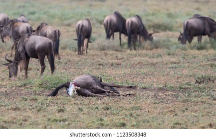 Mare Wildebeest Giving Birth Calf These Stock Photo 1123508348 ...