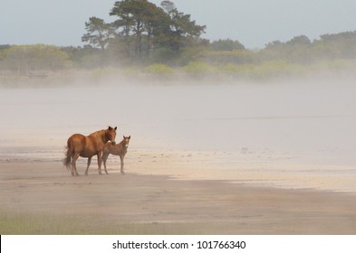 Mare with young foal in morning fog at Chicoteague National Wildlife Reserve