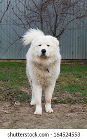 Cane Da Pastore Maremmano Abruzzese Images Stock Photos Vectors