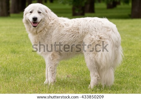 Maremma or Abruzzese white patrol dog standing on the grass 