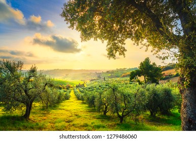 Maremma countryside panoramic view, olive trees, rolling hills and green fields on sunset. Sea on the horizon. Casale Marittimo, Pisa, Tuscany Italy Europe. - Powered by Shutterstock