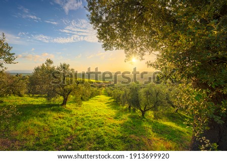 Maremma countryside panoramic view, olive trees, rolling hills and green fields. Sea on the horizon. Casale Marittimo, Pisa, Tuscany Italy Europe.