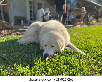 A Maremma Dog Named Fergie