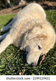 A Maremma Dog Named Fergie 