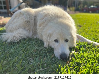 A Maremma Dog Named Fergie 