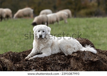 A Maremma guardian sheepdog sitting on a muck heap with blurred sheep in the background.