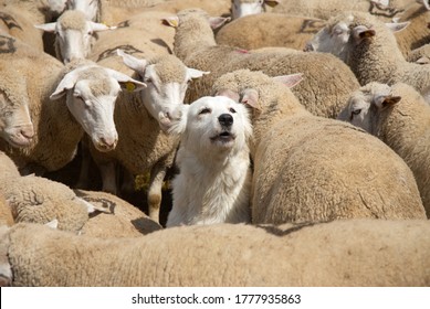 Maremma Sheepdog Among The Sheep