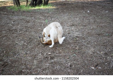 A maremma sheepdog and a brown labrador mix dog playing together  - Shutterstock ID 1158202504