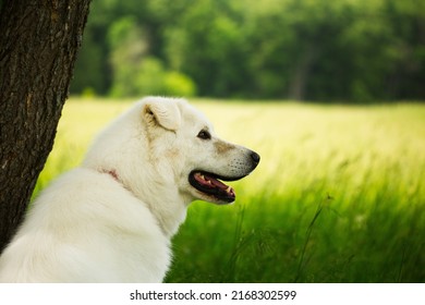 Maremma Sheepdog On A Small Farm In Ontario, Canada.