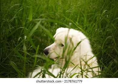 A Maremma Sheepdog On A Small Farm In Ontario, Canada.