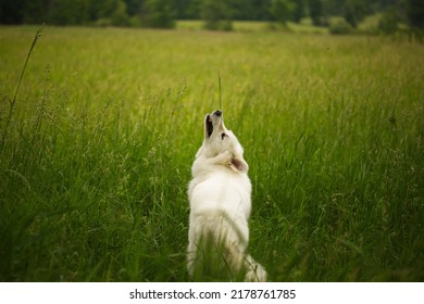 A Maremma Sheepdog On A Small Farm In Ontario, Canada.