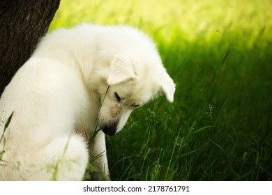 A Maremma Sheepdog On A Small Farm In Ontario, Canada.