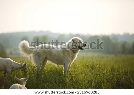 A maremma sheepdog on a small farm in Ontario, Canada.