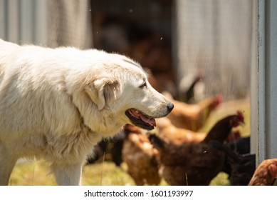 Maremma Sheepdog Working On Farm Land