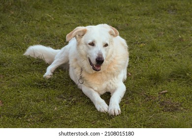 Maremma Shepherd Dog crouched on the grass 