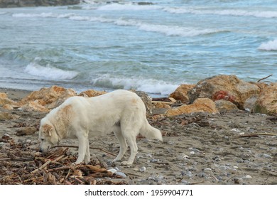 Maremma shepherd dog sniffing lumber on the edge of the winter sea.