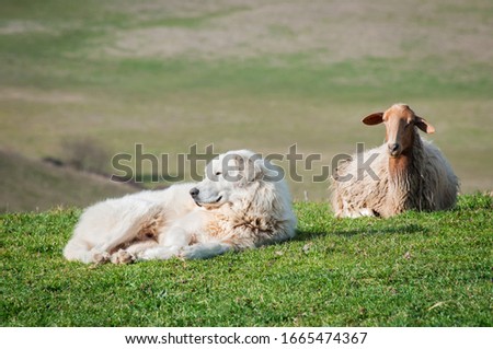 Maremma white patrol sheepdog land a sheep lying on green measow's grass
