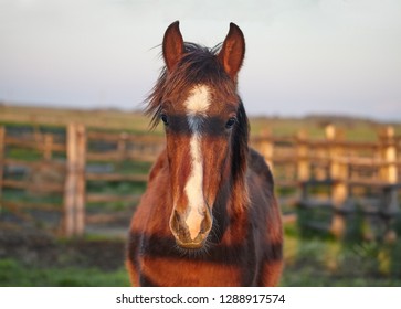 The Maremmano Is A Breed Of Horse Originating In The Maremma , Tuscany. Frontal Portrait Of Horse 