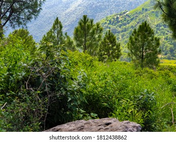 Margalla Hills Beauty In Summer