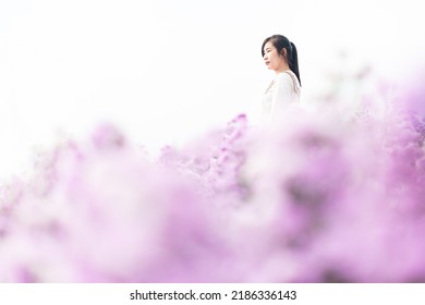 Margaret flower field and woman,Portrait of teenage girl in a garden of flowers, Young happy asian girl in Margaret Aster flowers field in garden at Chiang Mai 