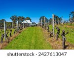 Margaret River, Western Australia - September 7, 2023: Vasse Felix wineyard in Western Australia, Margaret River region.