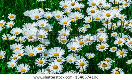 Similar – Image, Stock Photo Don’t kick us. Flower