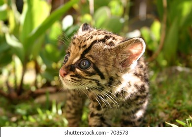 Margay