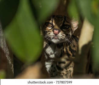 Margay