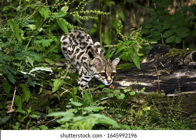 Margay Cat, Leopardus Wiedi, Adult  