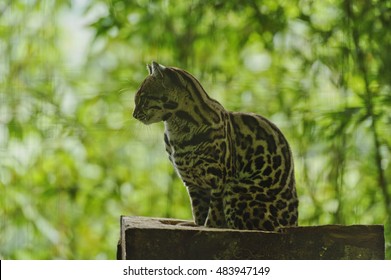 Margay, La Paz Waterfall Gardens, Costa Rica