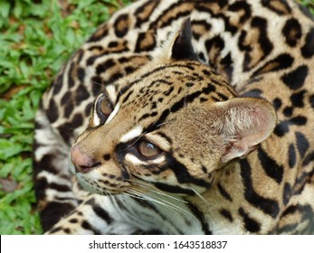 123 Margay leopardus wiedii Images, Stock Photos & Vectors | Shutterstock