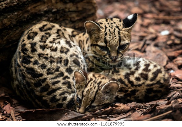 Margay Leopardus Wiedii Female Baby Margay Stock Photo 1181879995 ...