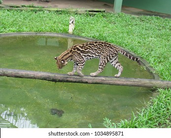 
Margay (Leopardus Wiedii) In The Zoo (C I G S) Manaus, Brazil
