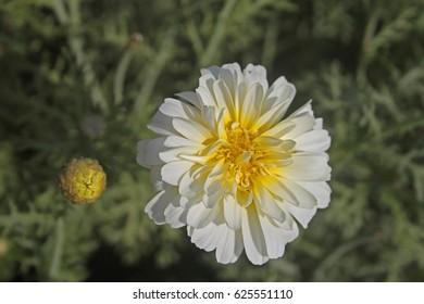 Margeurite Daisy, Chrysanthemum Frutescens