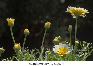 Margeurite Daisy, Chrysanthemum Frutescens