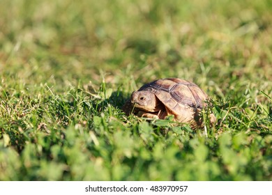 220 Marginated tortoise Images, Stock Photos & Vectors | Shutterstock