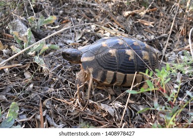 220 Marginated tortoise Images, Stock Photos & Vectors | Shutterstock