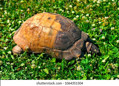Marginated tortoise, Testudo marginata, turtle in a grassy city park - Shutterstock ID 1064351504