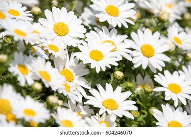 Marguerite 