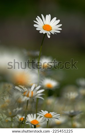 Similar – Image, Stock Photo camomile bush Fragrance