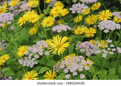 Marguerite Daisies At Burton Agnes Hall