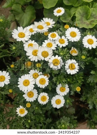 Marguerite daisy  Argyranthemum frutescens, known as Paris daisy, marguerite or marguerite daisy, is a perennial plant known for its flowers. It is native to the Canary Islands (part of Spain).